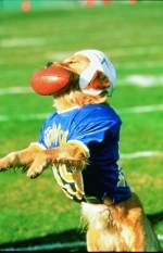 Air Bud: The Golden Receiver